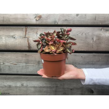 Peperomia caperata (Peperómia) ´CREME BRULEE´ - kont. C1L, výška 10-15 cm ⌀ 15 cm
